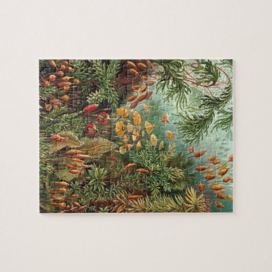 Haeckel Muscinae Legpuzzel (Horizontaal)