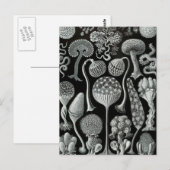 Haeckel Mycetozoa Briefkaart (Voorkant / Achterkant)