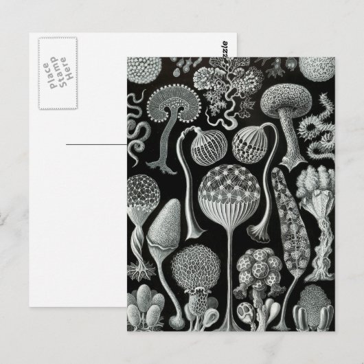 Haeckel Mycetozoa Briefkaart (Voorkant / Achterkant)