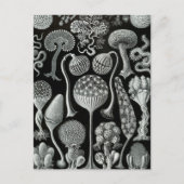Haeckel Mycetozoa Briefkaart (Voorkant)