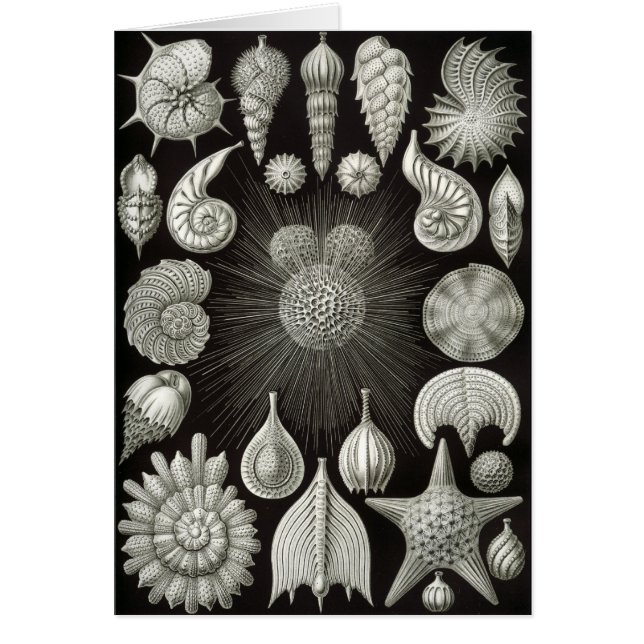 Haeckel Negative (Voorkant)