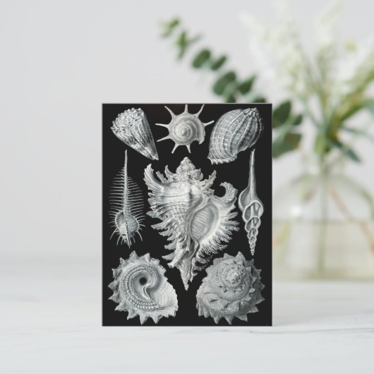 Haeckel Negative Briefkaart (Staand voorkant)