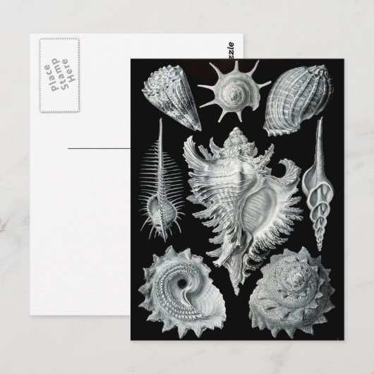 Haeckel Negative Briefkaart (Voorkant / Achterkant)