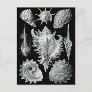 Haeckel Negative Briefkaart