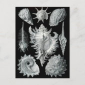 Haeckel Negative Briefkaart (Voorkant)