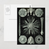 Haeckel Negative Briefkaart (Voorkant / Achterkant)