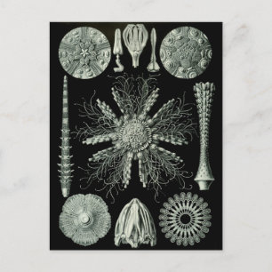 Haeckel Negative Briefkaart