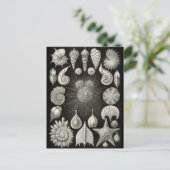 Haeckel Negative Briefkaart (Staand voorkant)