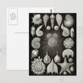 Haeckel Negative Briefkaart (Voorkant / Achterkant)