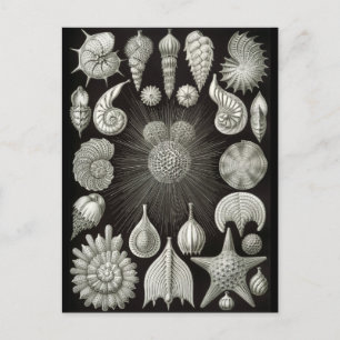 Haeckel Negative Briefkaart