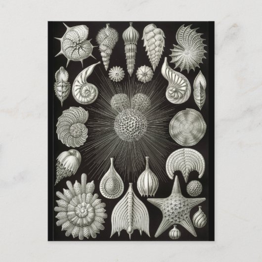 Haeckel Negative Briefkaart (Voorkant)