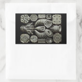 Haeckel Negative Rechthoekige Sticker (Tas)
