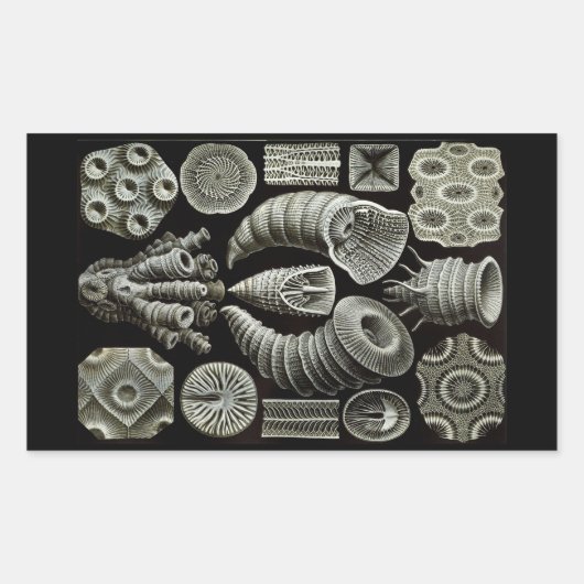 Haeckel Negative Rechthoekige Sticker (Voorkant)