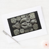Haeckel Negative Rechthoekige Sticker (Envelop)