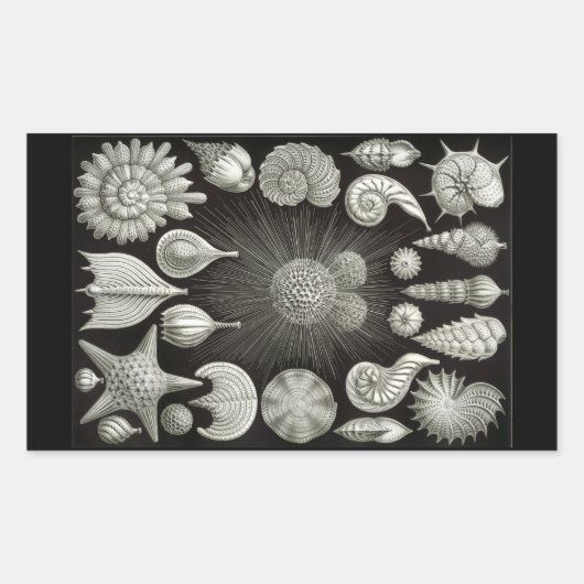 Haeckel Negative Rechthoekige Sticker (Voorkant)