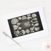 Haeckel Negative Rechthoekige Sticker (Envelop)