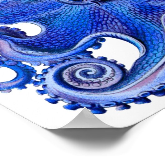 Haeckel Octopus Blue Poster (Hoek)