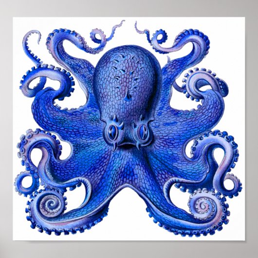 Haeckel Octopus Blue Poster (Voorkant)