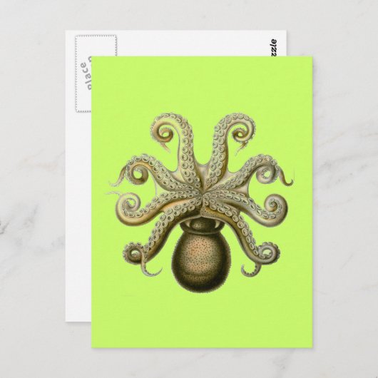 Haeckel Octopus Briefkaart (Voorkant / Achterkant)