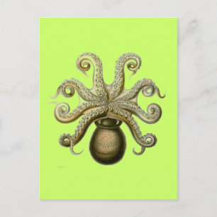 Haeckel Octopus Briefkaart