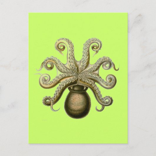 Haeckel Octopus Briefkaart (Voorkant)