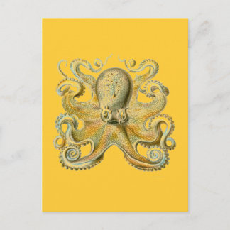 Haeckel Octopus Briefkaart