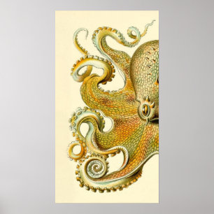 Haeckel Octopus Diptych II Poster
