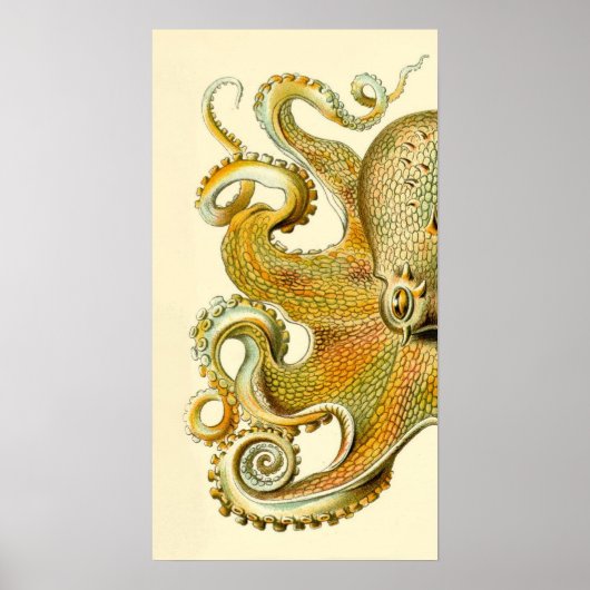 Haeckel Octopus Diptych II Poster (Voorkant)