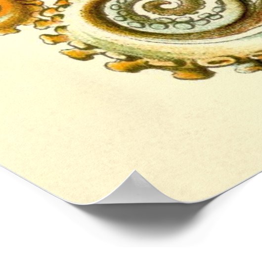 Haeckel Octopus Diptych II Poster (Hoek)