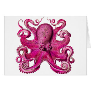 Haeckel Octopus Pink