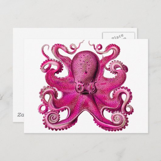 Haeckel Octopus Pink Briefkaart (Voorkant / Achterkant)