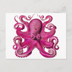 Haeckel Octopus Pink Briefkaart