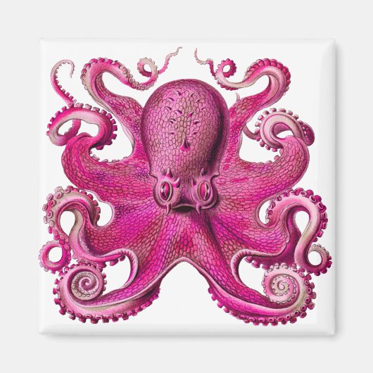 Haeckel Octopus Pink Magneet (Voorkant)