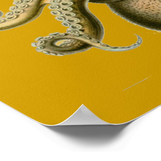 Haeckel Octopus Poster (Hoek)