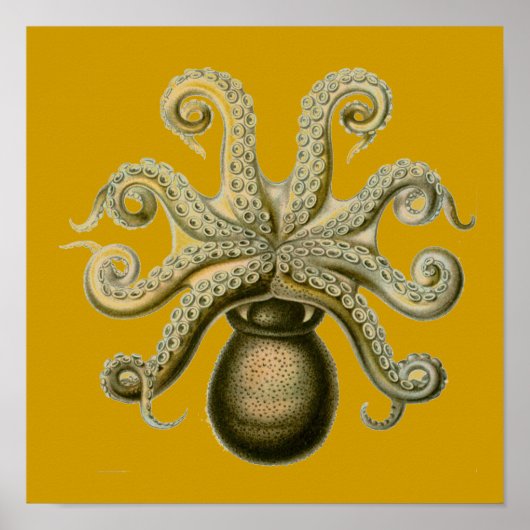Haeckel Octopus Poster (Voorkant)