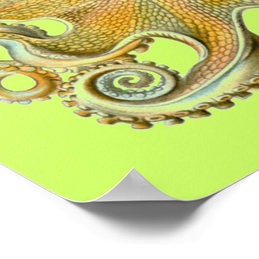 Haeckel Octopus Poster (Hoek)