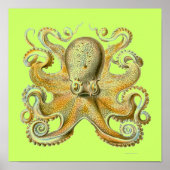 Haeckel Octopus Poster (Voorkant)