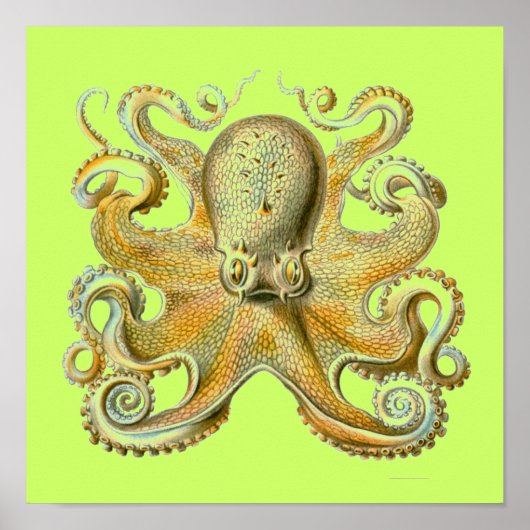Haeckel Octopus Poster (Voorkant)