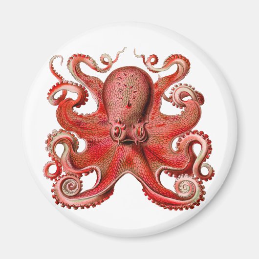 Haeckel Octopus Red Magneet (Voorkant)