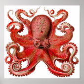Haeckel Octopus Red Poster (Voorkant)