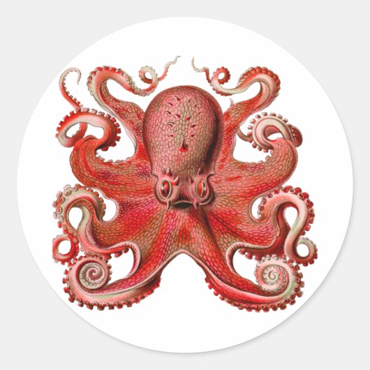Haeckel Octopus Red Ronde Sticker (Voorkant)