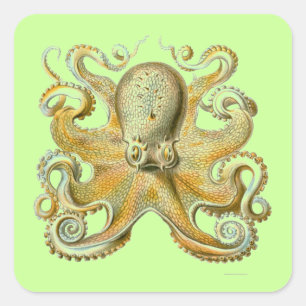 Haeckel Octopus Vierkante Sticker