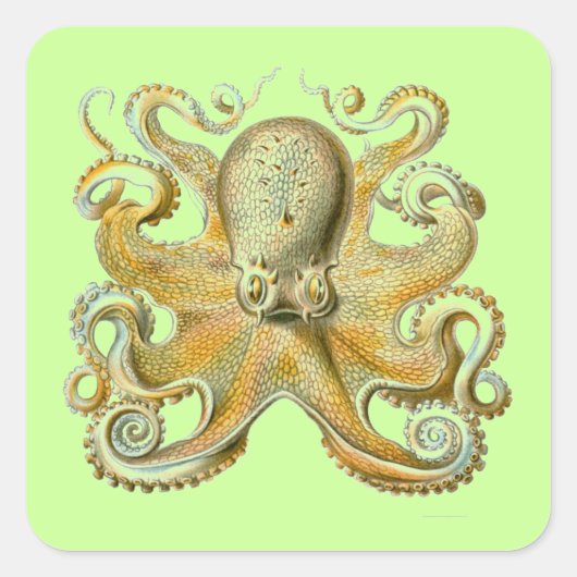Haeckel Octopus Vierkante Sticker (Voorkant)