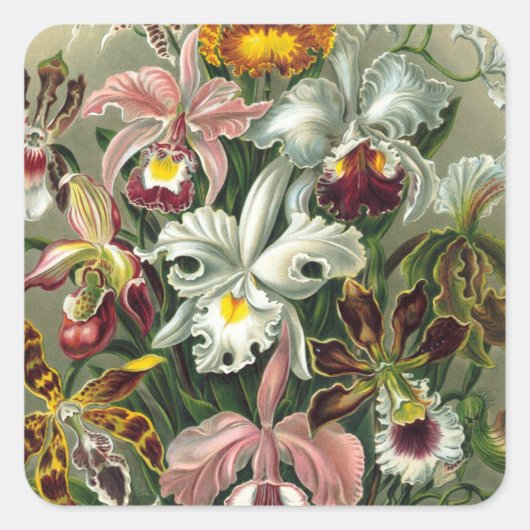 Haeckel Orchidae Vierkante Sticker (Voorkant)