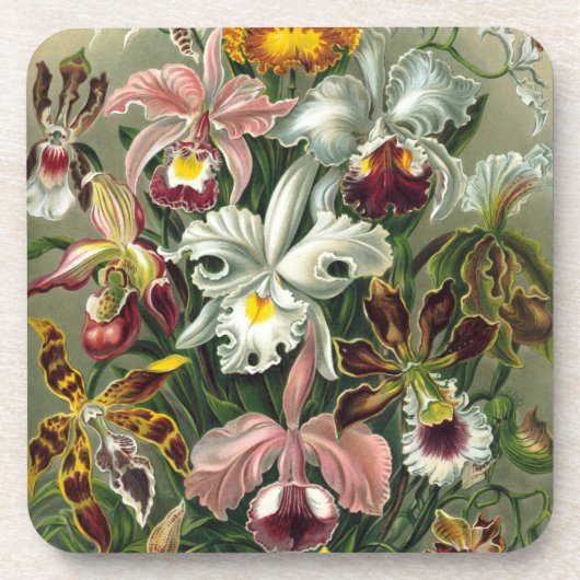 Haeckel Orchids Drankjes Onderzetter (Voorkant)