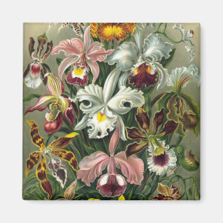 Haeckel Orchids Magneet