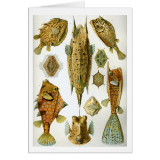 Haeckel_Ostraciontes