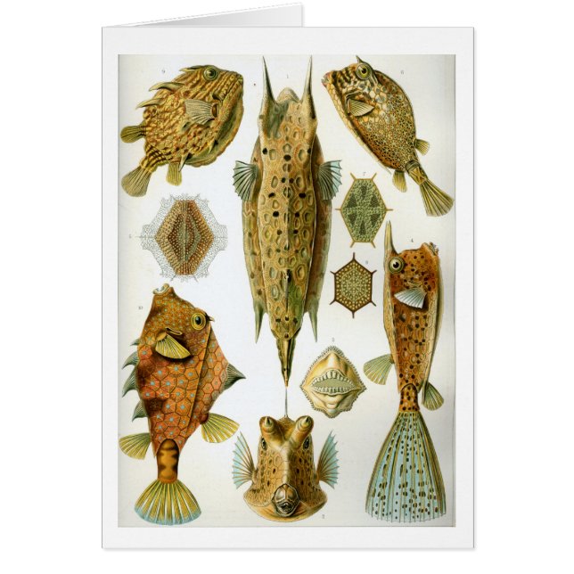 Haeckel_Ostraciontes (Voorkant)