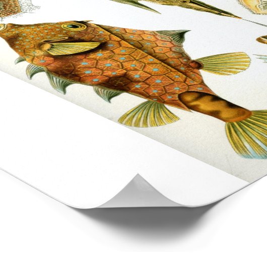 Haeckel_Ostraciontes Poster (Hoek)