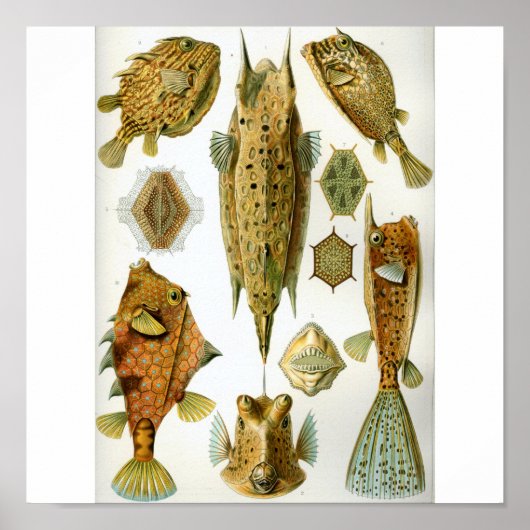 Haeckel_Ostraciontes Poster (Voorkant)